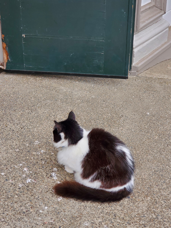 Our audience waited patiently. Catsby, the black and white store cat, curled up on the pavement outside the door.