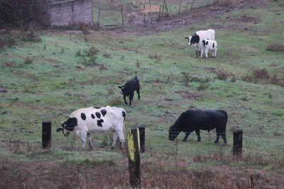 White cows spotted with black, and two black cows grazing.