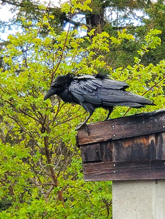 A wind ruffled raven, perched on the corner of a roof looks down in profile. Bright green tree leaves behind it.